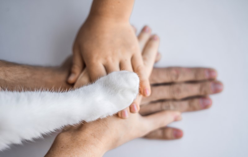 Nova lei para bichos de estimação | Foto das mãos de uma família e a pata de um gato | Estilo de Vida | Blog Alea