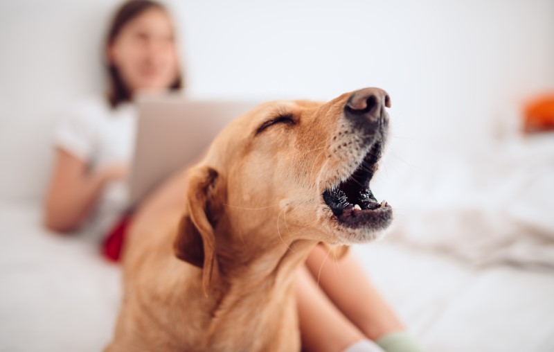 Problemas com animais em condomínio | Foto de um cachorro com a dona dentro de casa | Estilo de Vida | Blog Alea