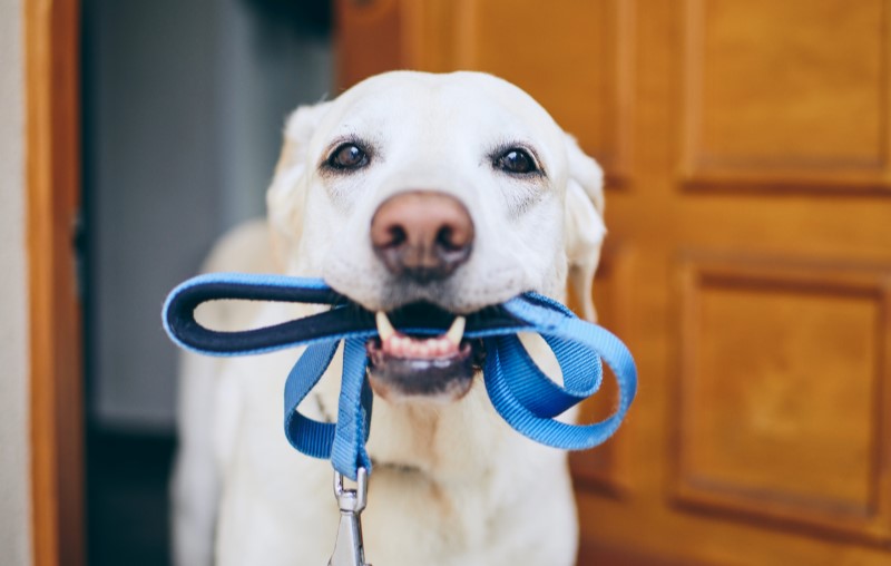Regras para animais em condomínio | Foto de um cachorro | Estilo de Vida | Blog Alea